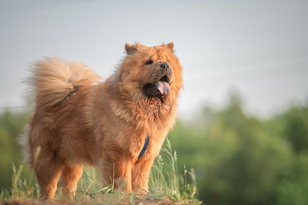 chow chow dog on a walk in a park