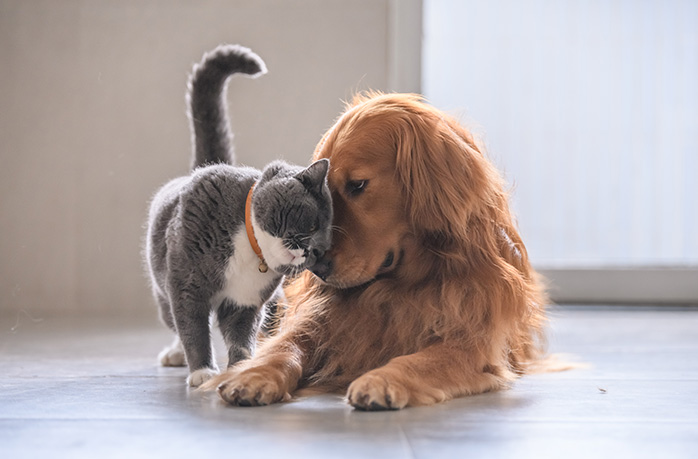 dog and cat